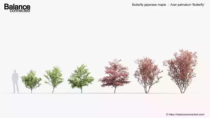 Butterfly japanese maple Acer palmatum Butterfly 3D Model