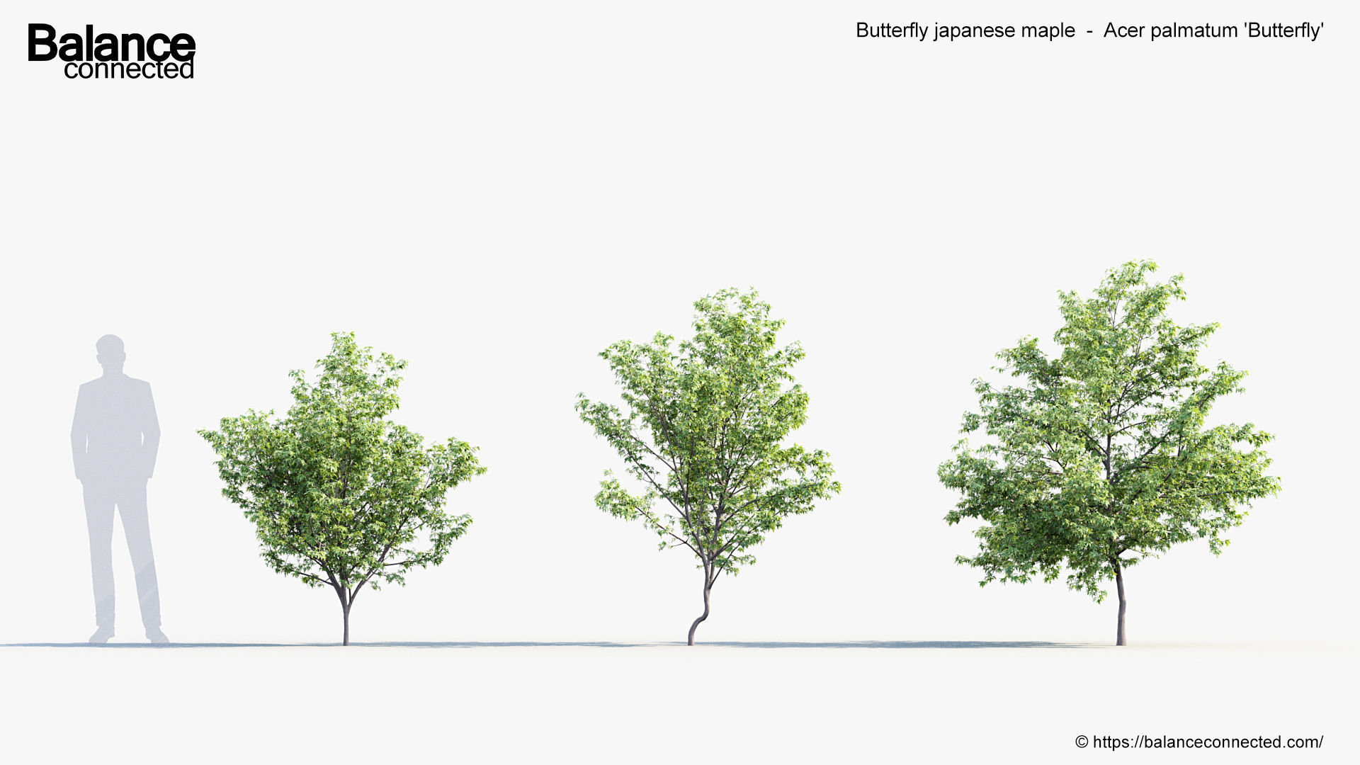 Butterfly japanese maple Acer palmatum Butterfly 3D Model 3D model_1