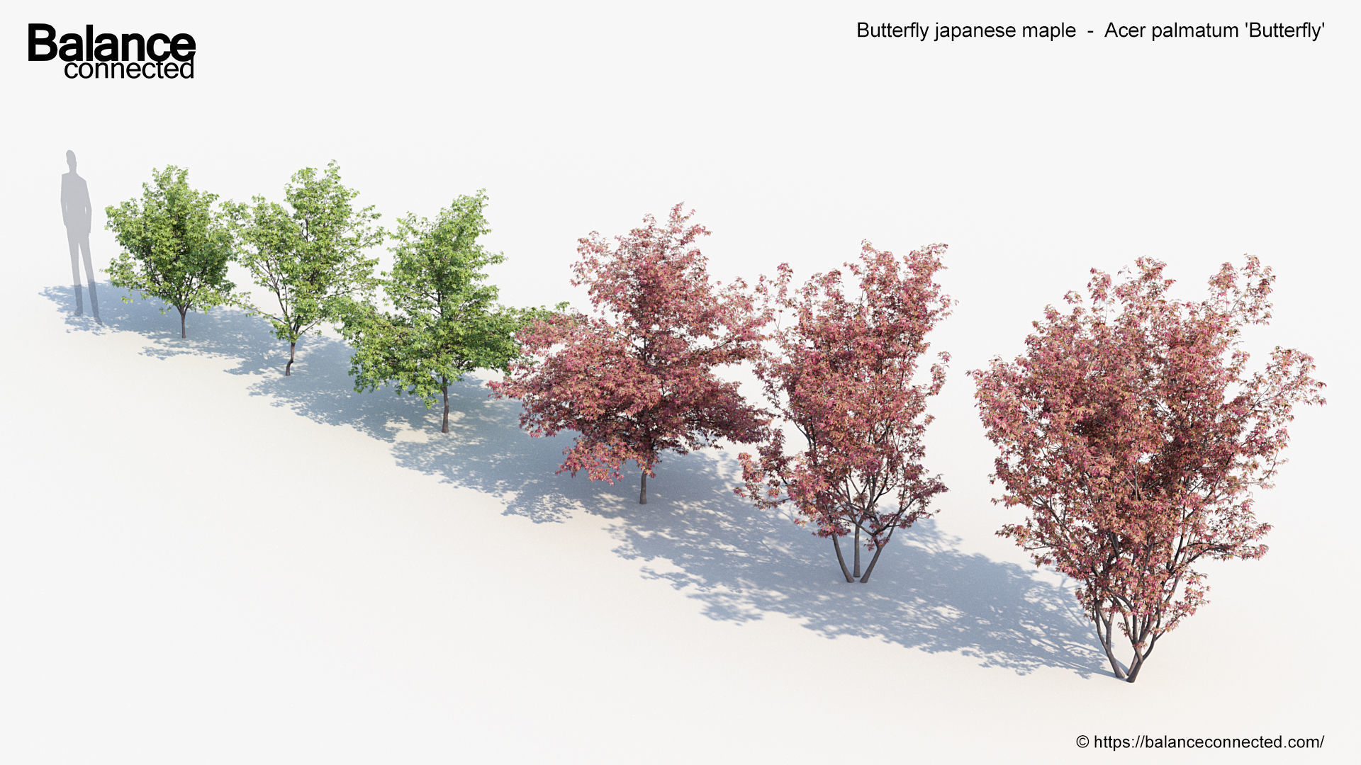 Butterfly japanese maple Acer palmatum Butterfly 3D Model 3D model_4