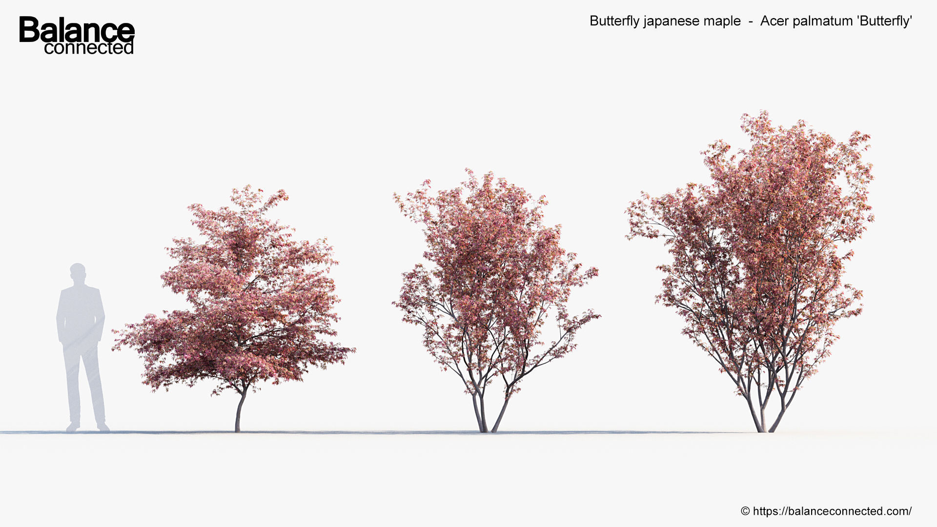 Butterfly japanese maple Acer palmatum Butterfly 3D Model 3D model_2
