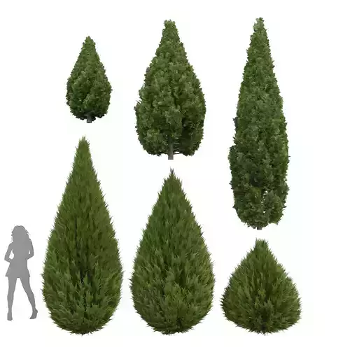 Juniperus scopulorum Juniperus chinensis Spartan Taylor Juniper 3D model