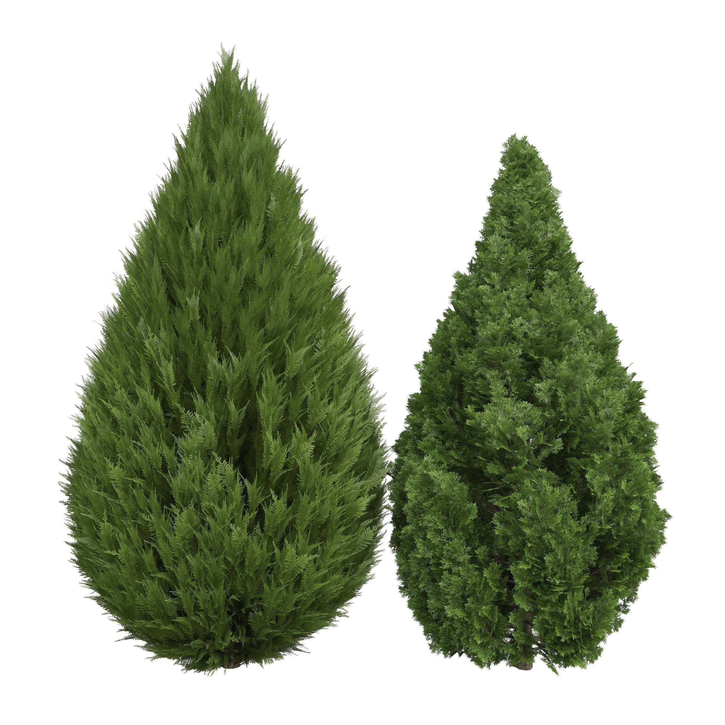 Juniperus scopulorum Juniperus chinensis Spartan Taylor Juniper 3D ...