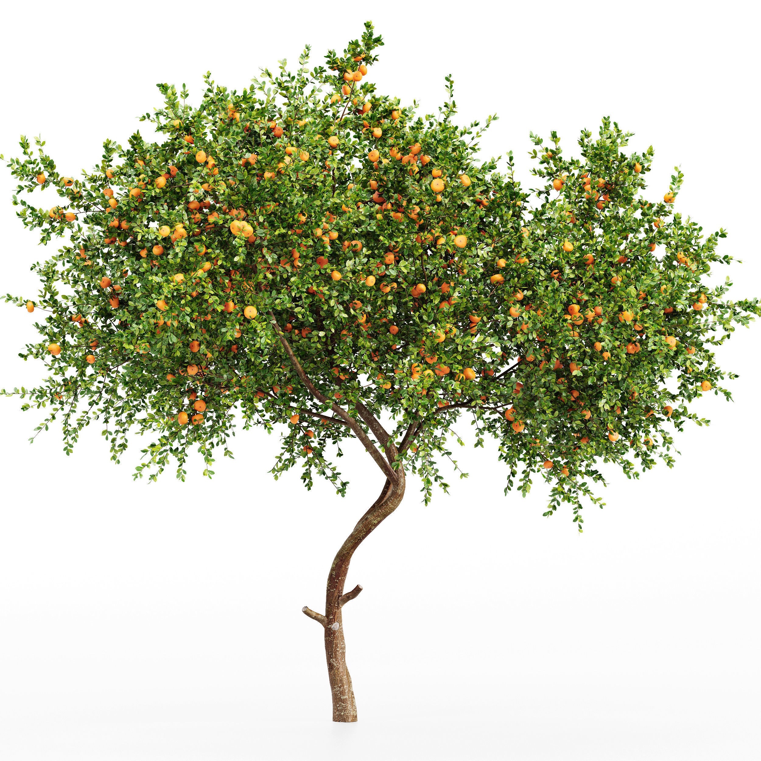 New Plant Orange fruit Tangerine tree001 3D model_1