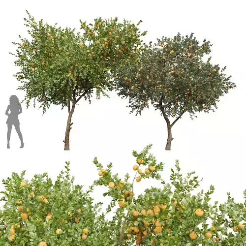 New Plant Orange fruit Tangerine tree001 3D model