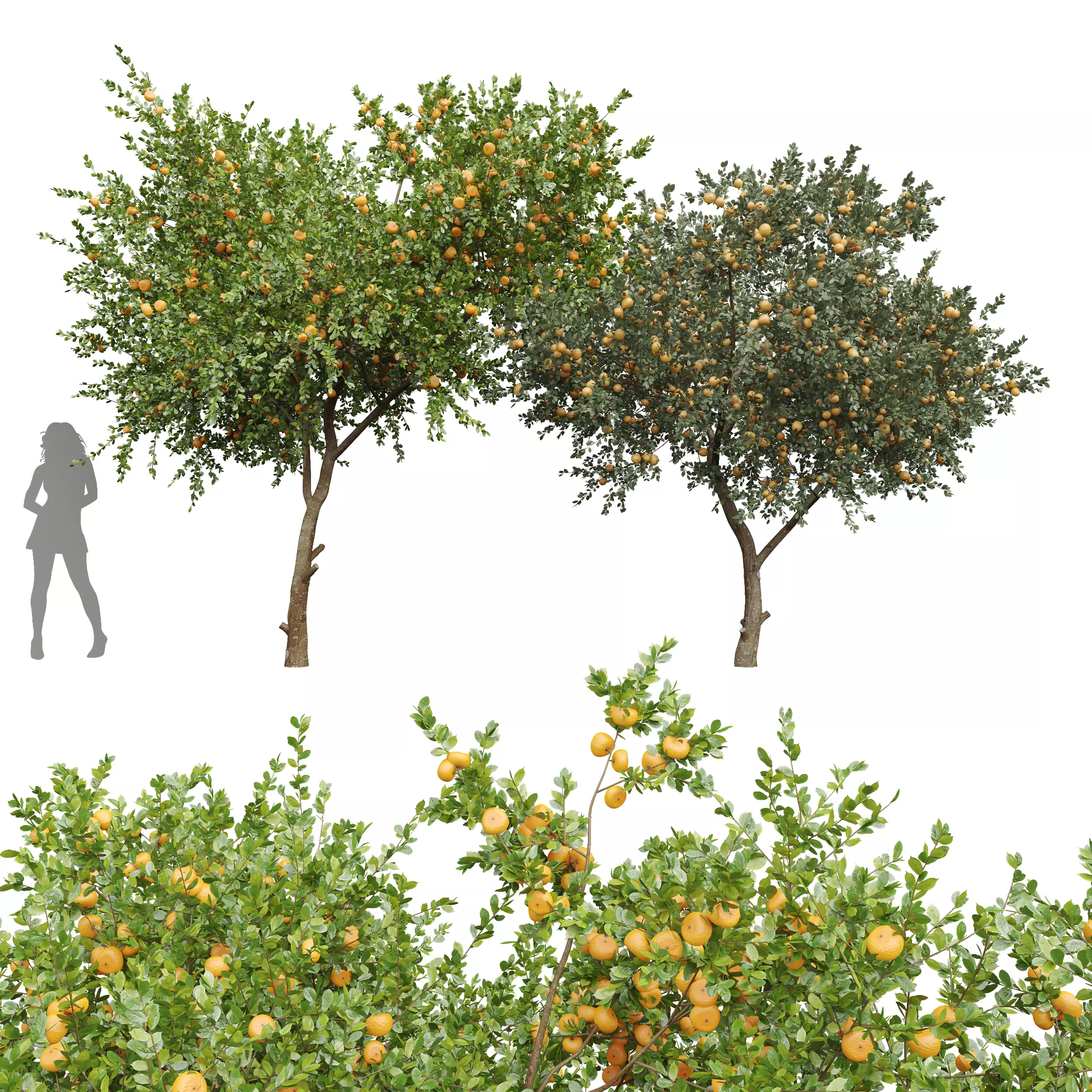 New Plant Orange fruit Tangerine tree001 3D model_0