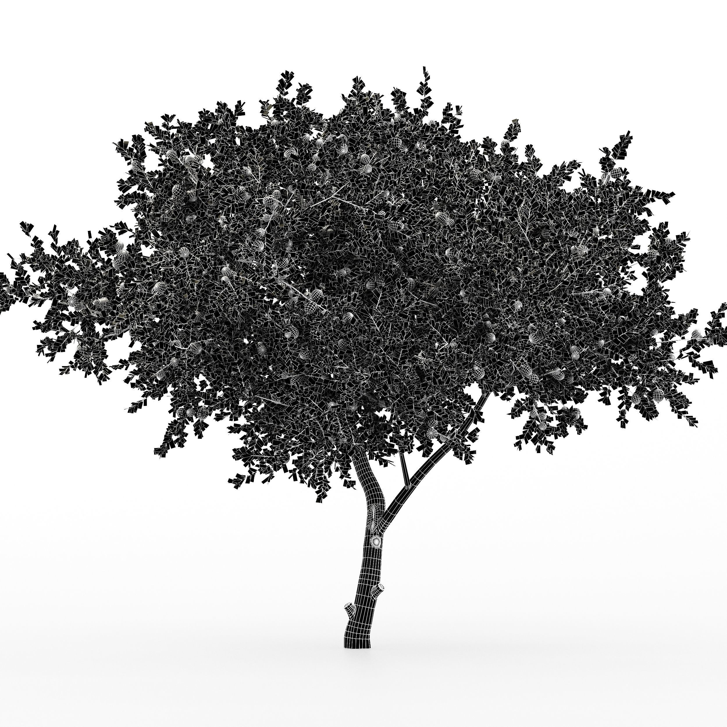 New Plant Orange fruit Tangerine tree001 3D model_5
