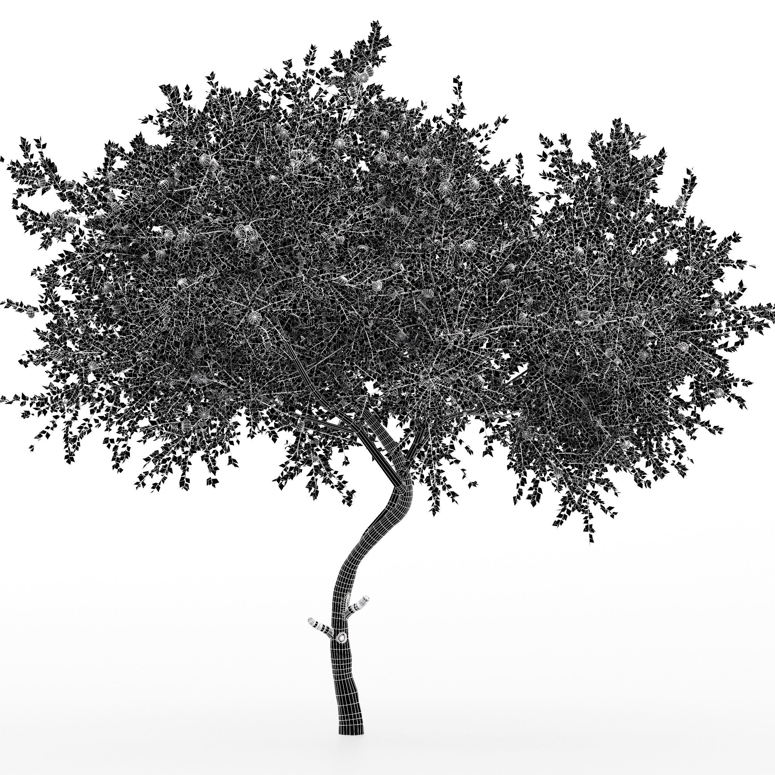 New Plant Orange fruit Tangerine tree001 3D model_6