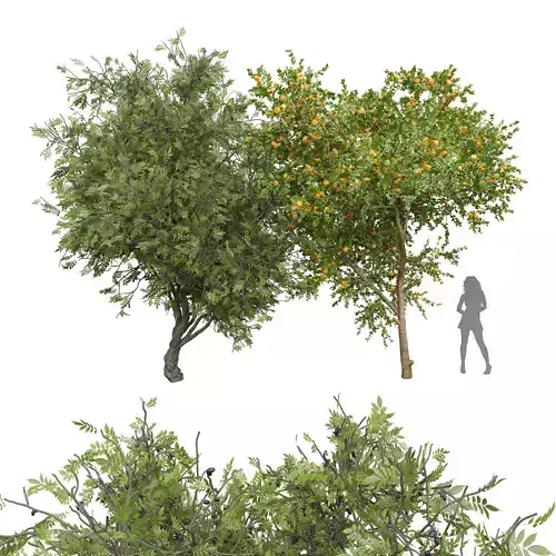 New Plant Tangerine fruit African Olive tree 3D model