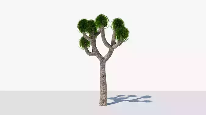 Joshua Tree or Yucca Palm v5 Low-poly 3D model