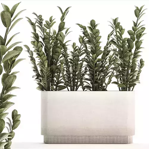 Decorative bush Zamioculcas in a flower pot 1237