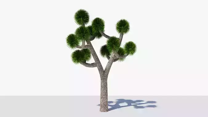 Joshua Tree or Yucca Palm v6 Low-poly 3D model