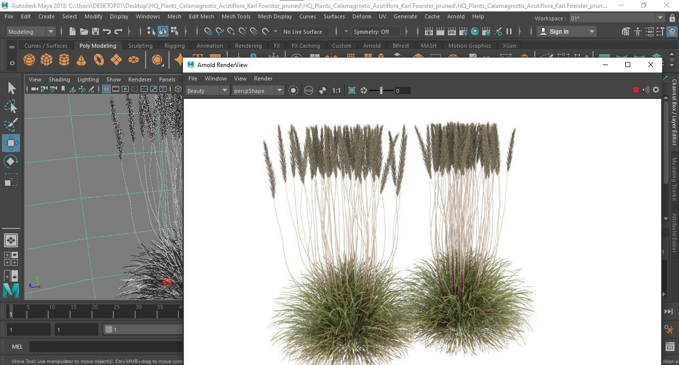 HQ Plants Calamagrostis Acutiflora Karl Foerster pruned 3D model_6