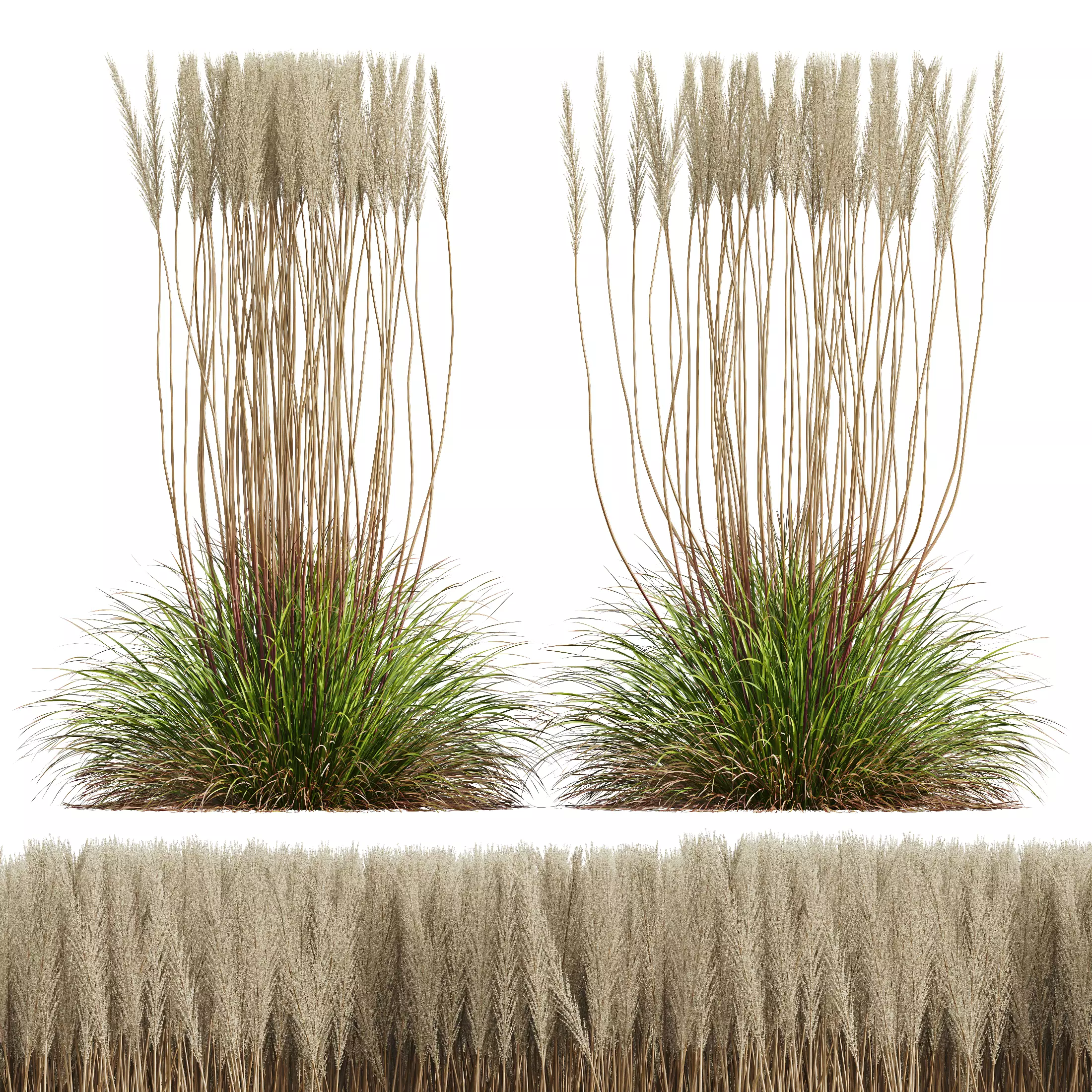 HQ Plants Calamagrostis Acutiflora Karl Foerster pruned 3D model_0