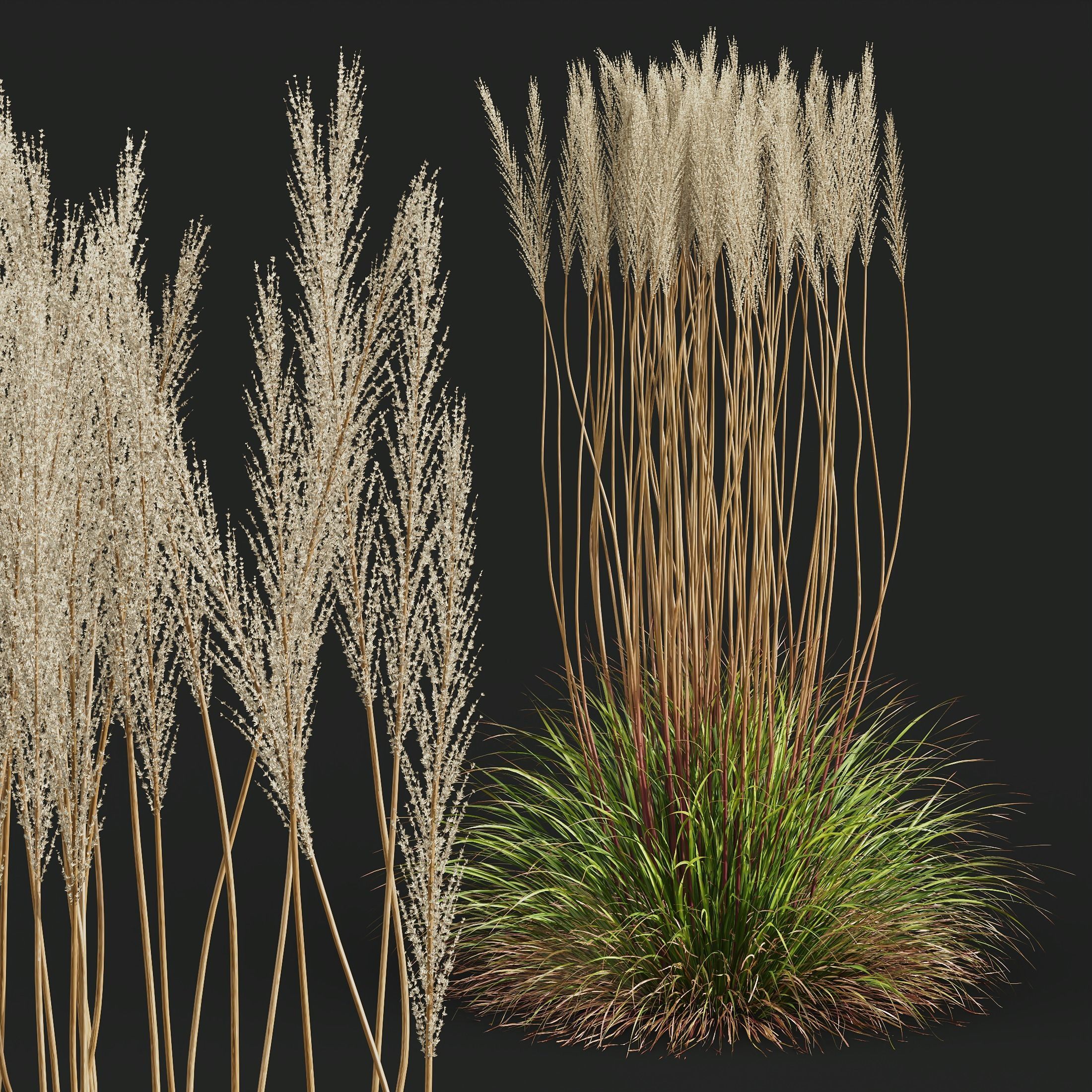 HQ Plants Calamagrostis Acutiflora Karl Foerster pruned 3D model_1