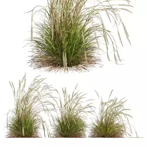 HQ Plants Calamagrostis Acutiflora Karl Foerster Version2 3D model