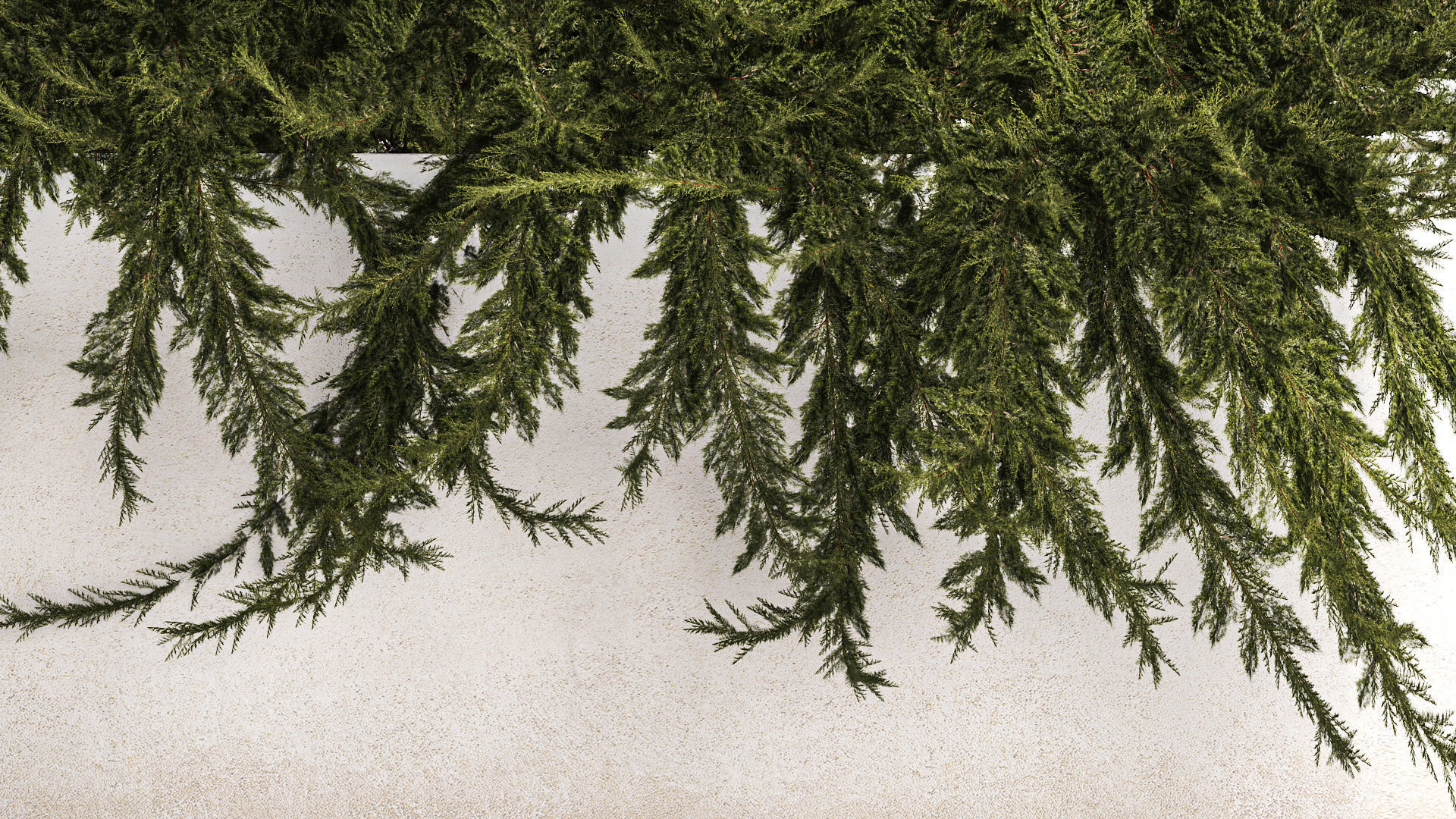 Flower Pot With Juniper Bushes And Feather Grass 1238 3D model_5