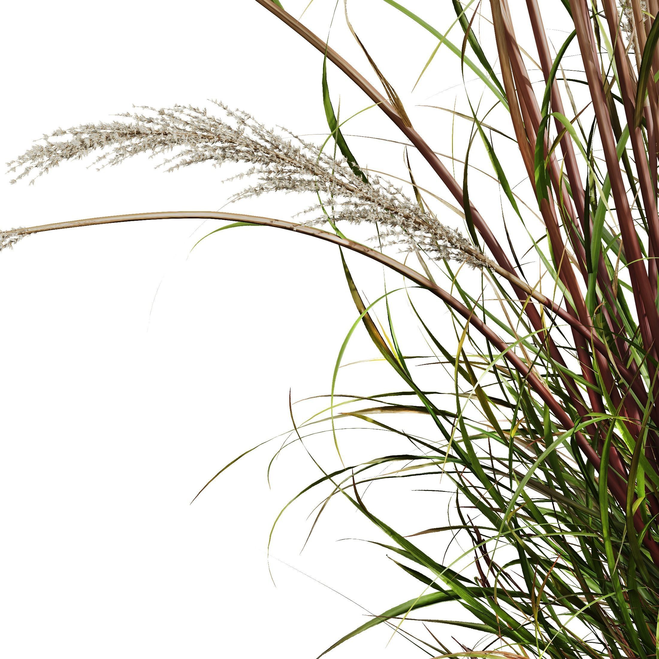 HQ Plants Calamagrostis Acutiflora Karl Foerster Version3 3D model_2