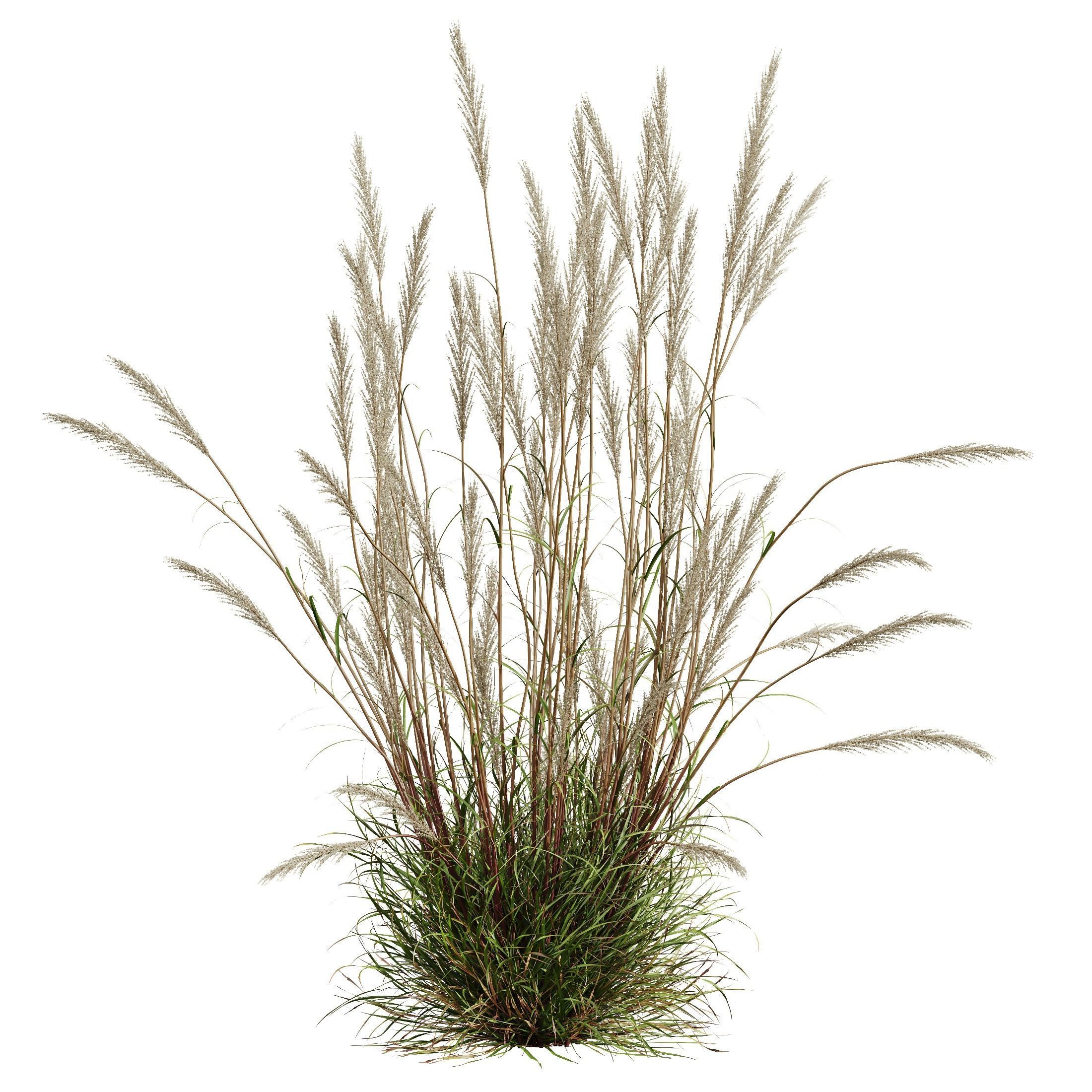 HQ Plants Calamagrostis Acutiflora Karl Foerster Version3 3D model_3