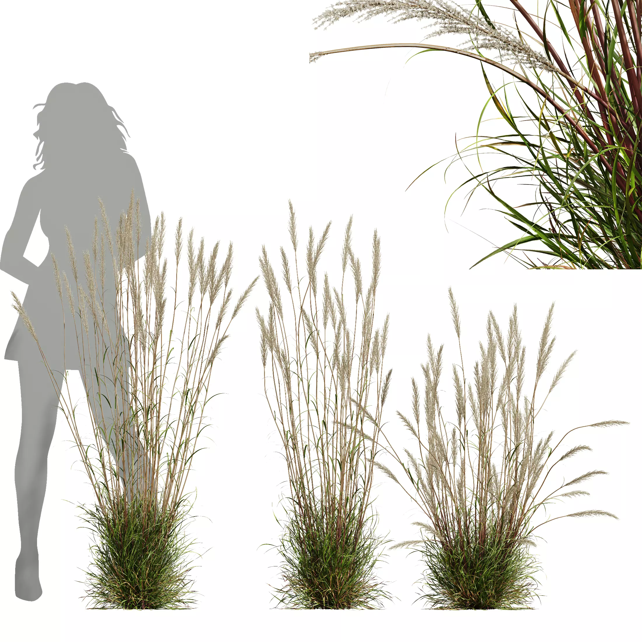 HQ Plants Calamagrostis Acutiflora Karl Foerster Version3 3D model_0