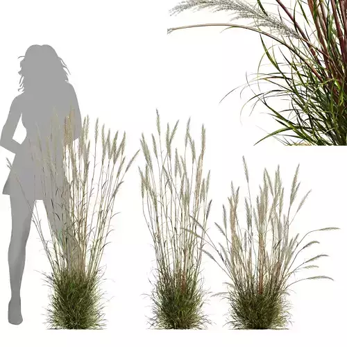 HQ Plants Calamagrostis Acutiflora Karl Foerster Version3 3D model