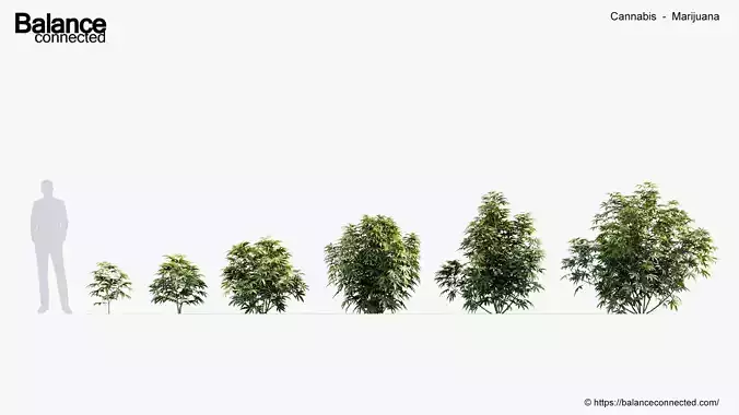 Cannabis Marijuana 3D model