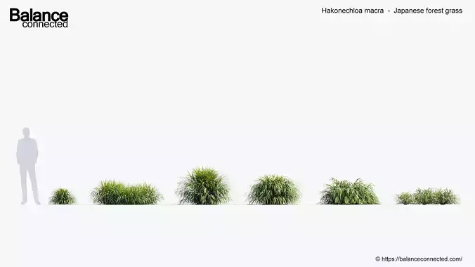 Hakonechloa macra Japanese forest grass 3D model