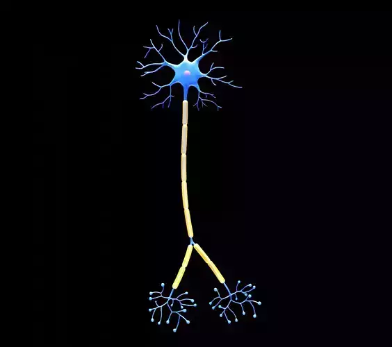 Neuron Cell Structure 3D model
