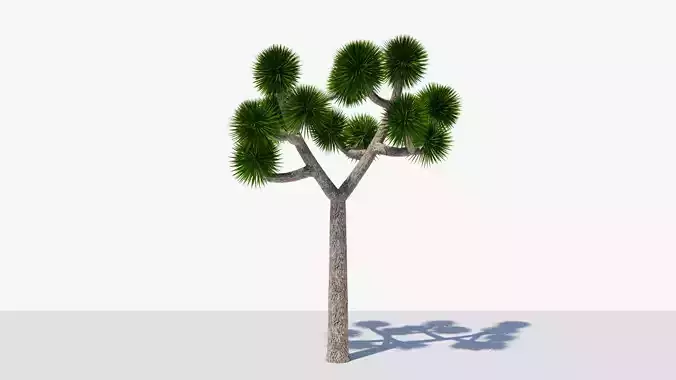 Joshua Tree or Yucca Palm v7 Low-poly 3D model