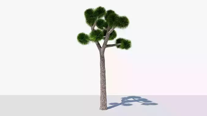 Joshua Tree or Yucca Palm v8 Low-poly 3D model