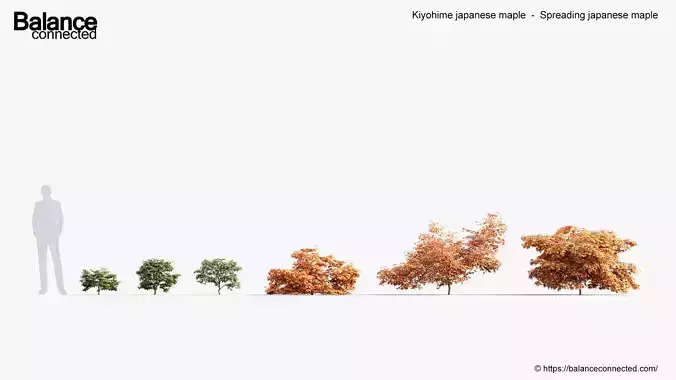 Kiyohime japanese maple Spreading Japanese maple