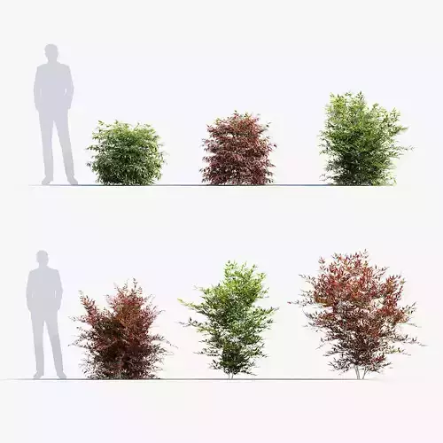 Nandina domestica Heavenly bamboo