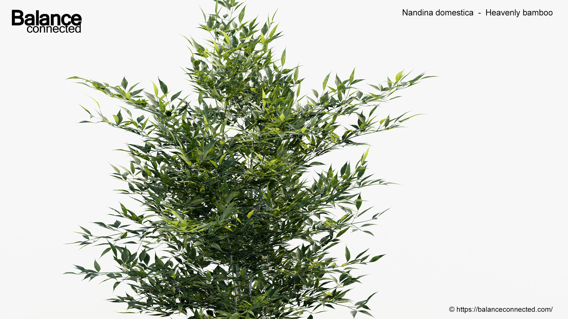 Nandina domestica Heavenly bamboo 3D model_4