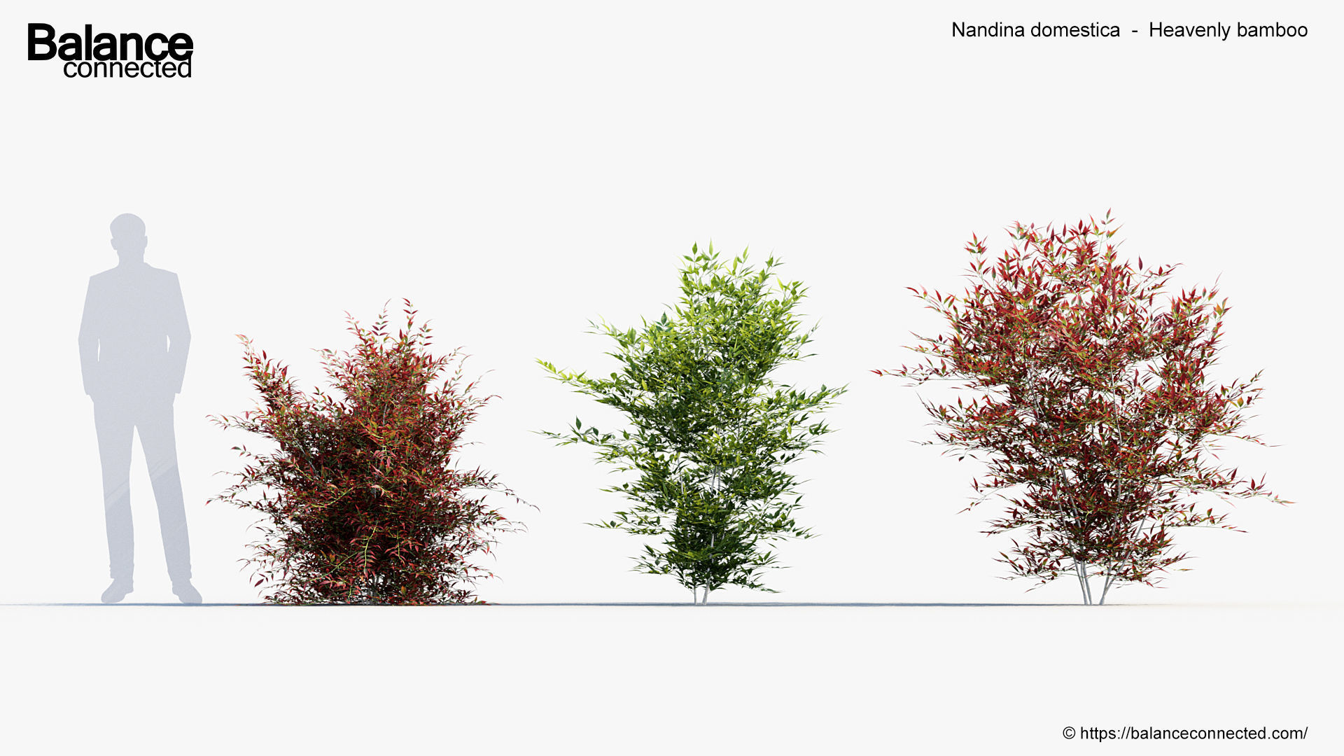Nandina domestica Heavenly bamboo 3D model_3