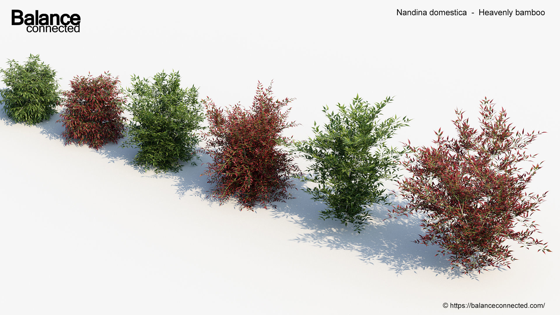 Nandina domestica Heavenly bamboo 3D model_5