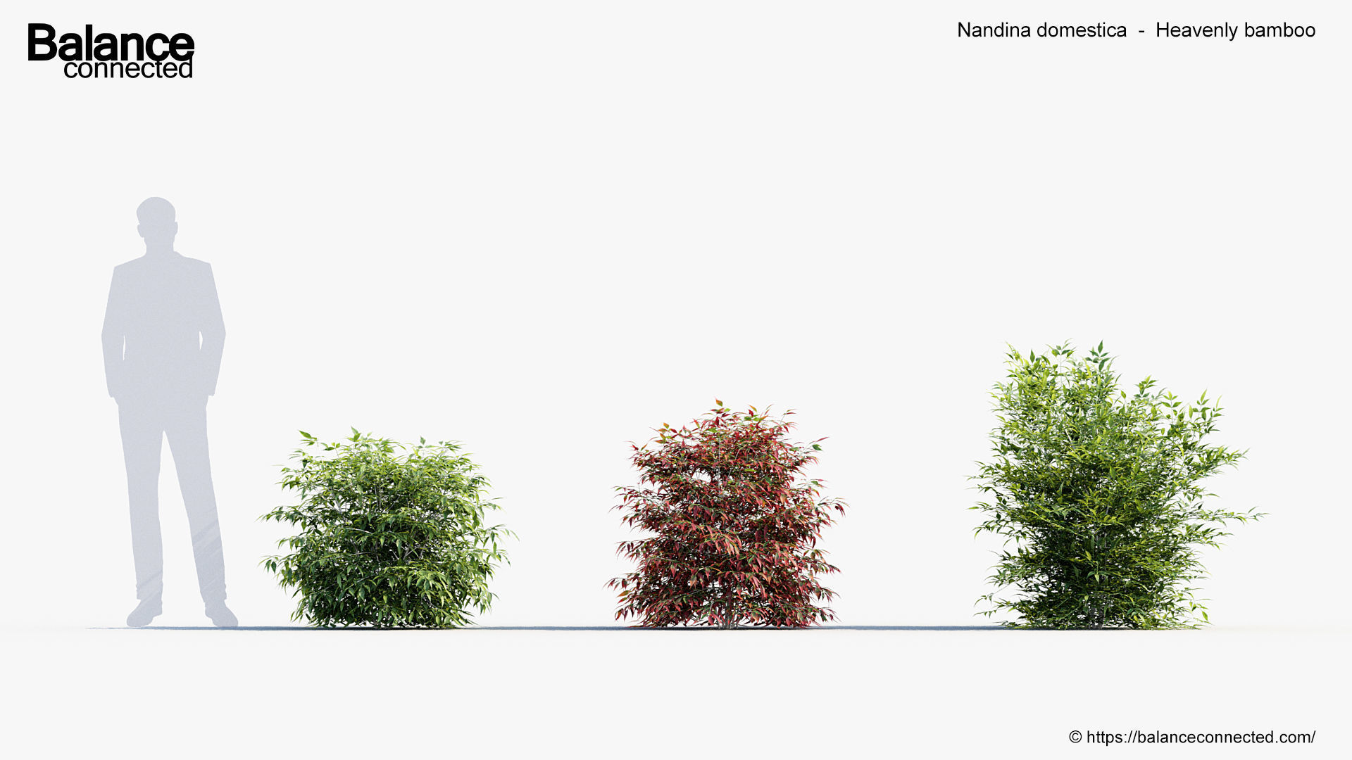 Nandina domestica Heavenly bamboo 3D model_2