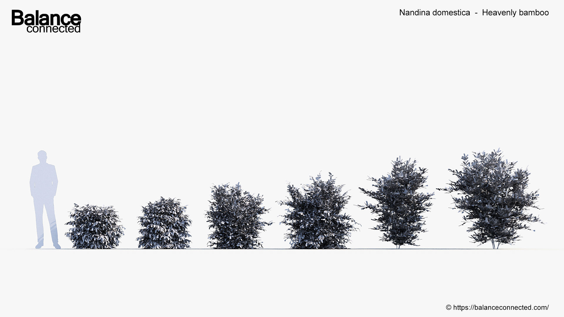 Nandina domestica Heavenly bamboo 3D model_6