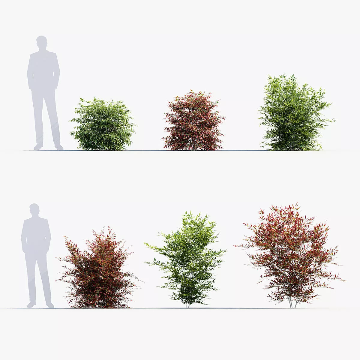 Nandina domestica - Heavenly bamboo 3D model