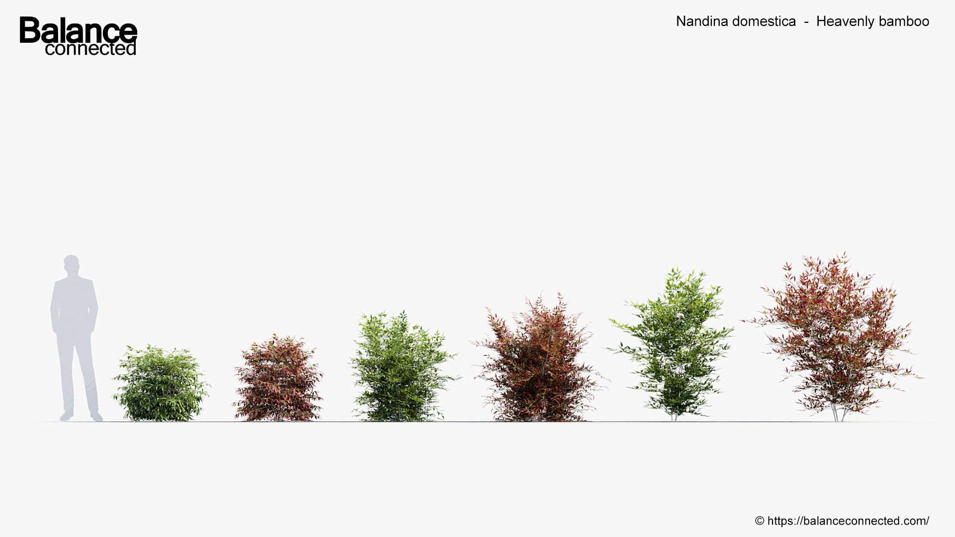 Nandina domestica Heavenly bamboo 3D model_1