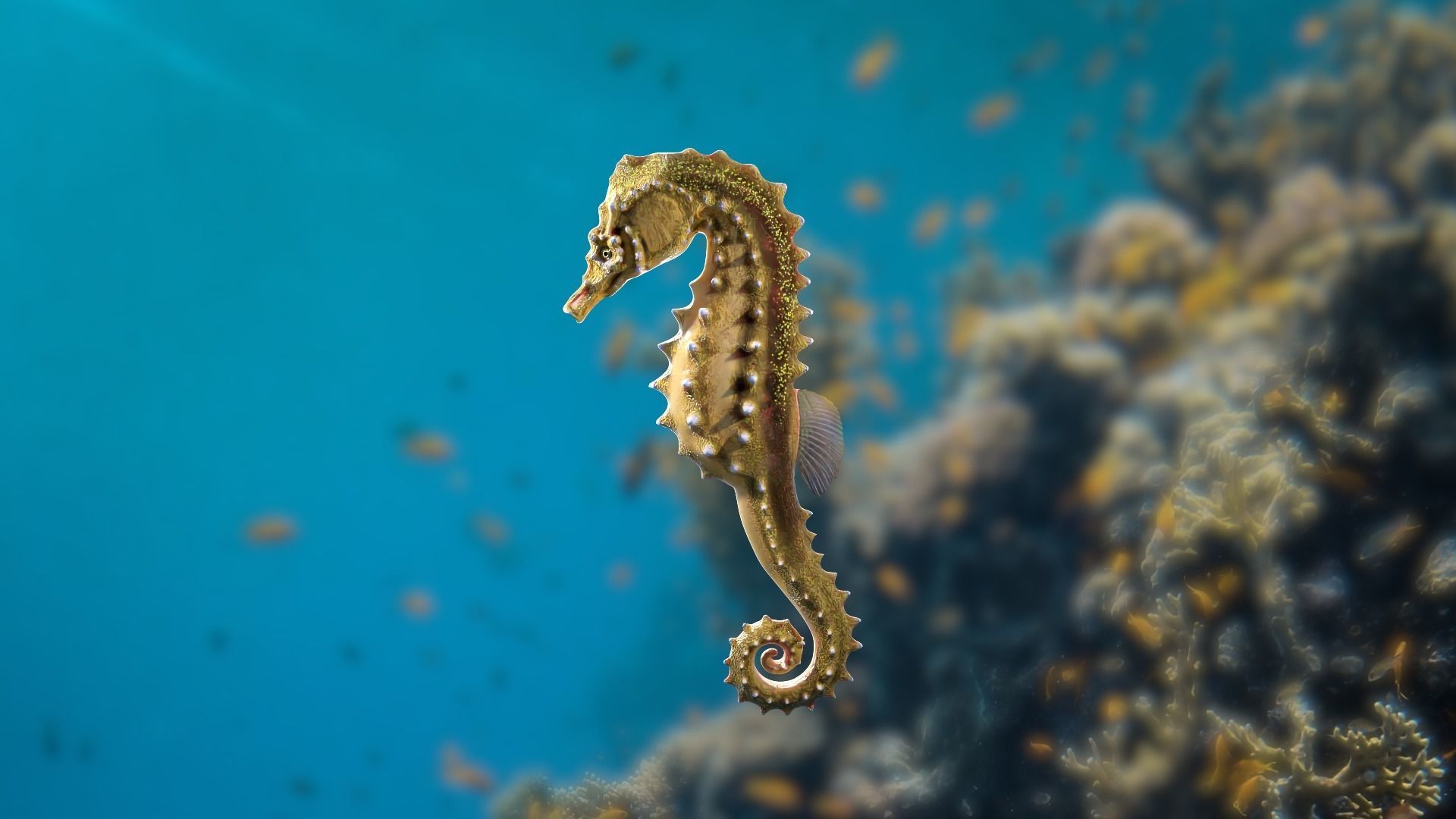 Lowpoly Seahorse Pack Low-poly 3D model_6