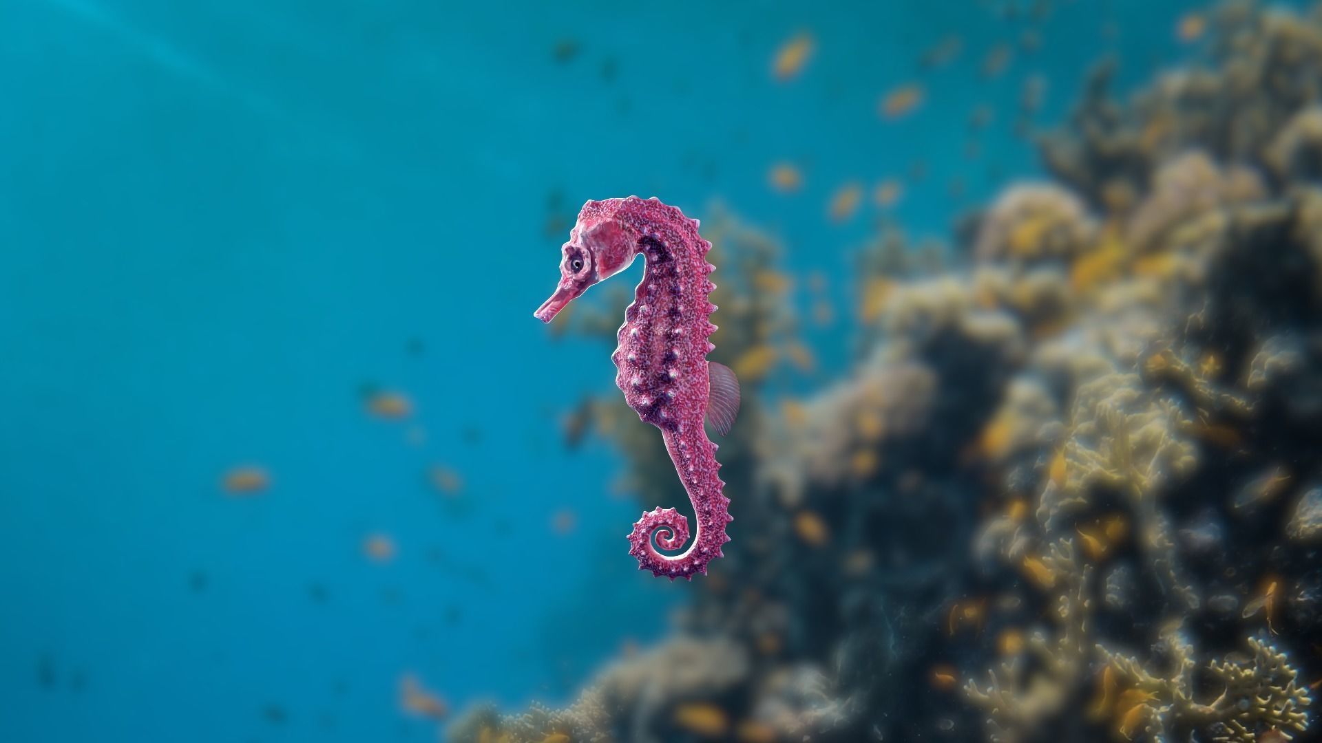 Lowpoly Seahorse Pack Low-poly 3D model_12