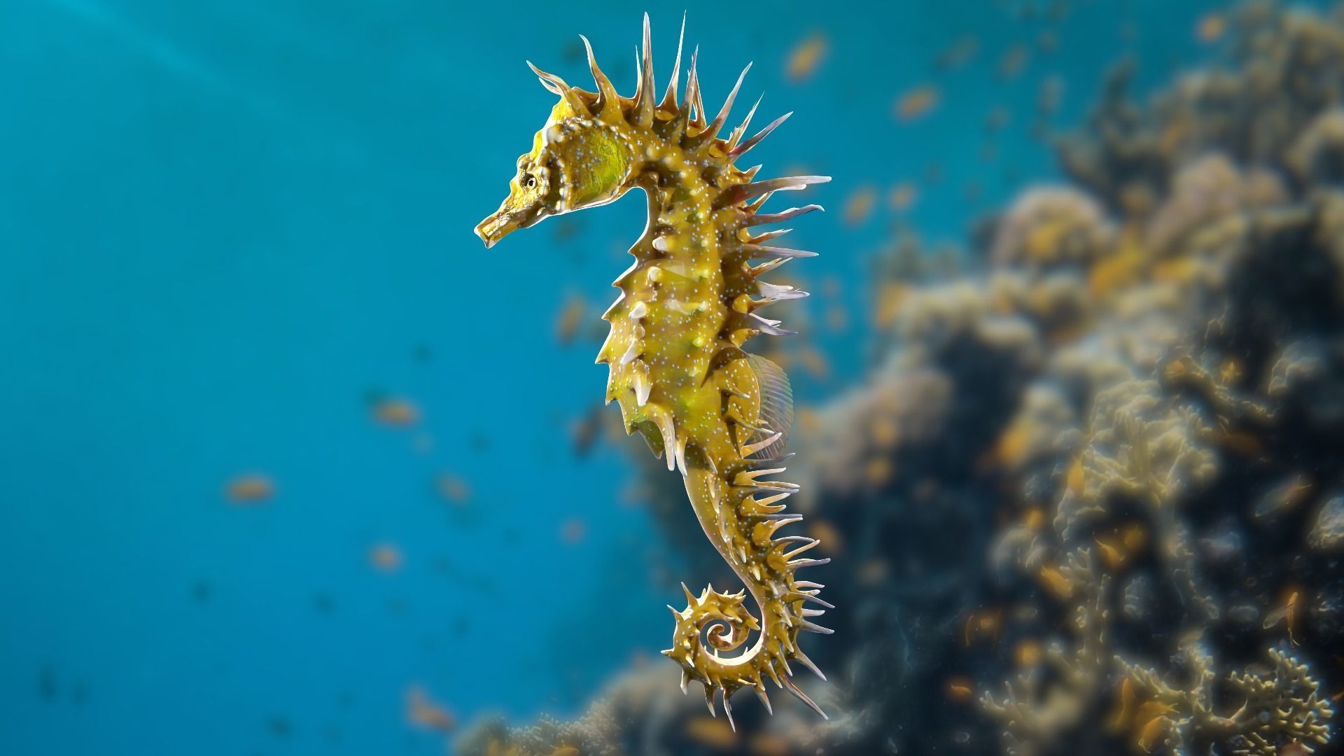 Lowpoly Seahorse Pack Low-poly 3D model_9