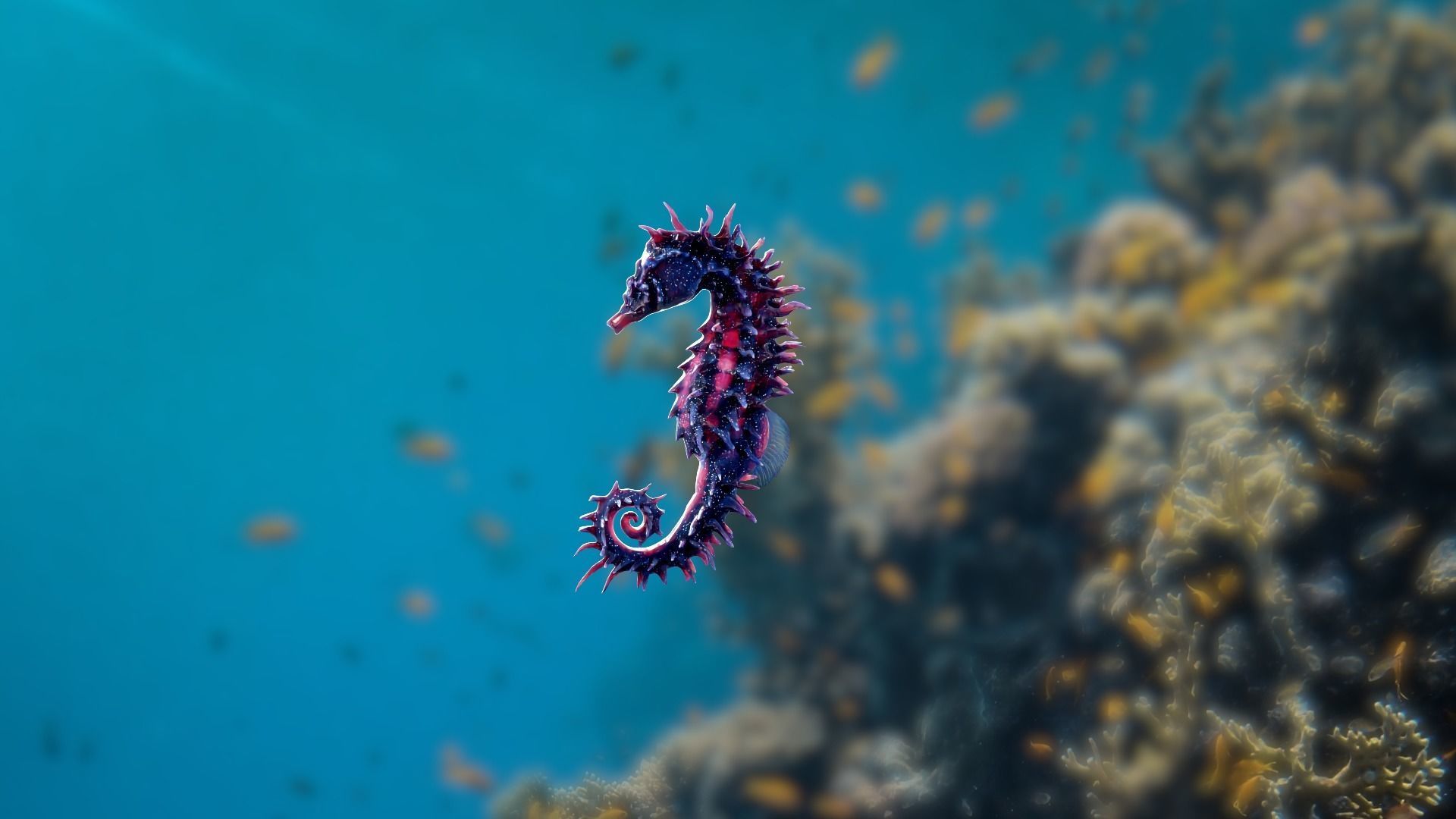 Lowpoly Seahorse Pack Low-poly 3D model_8