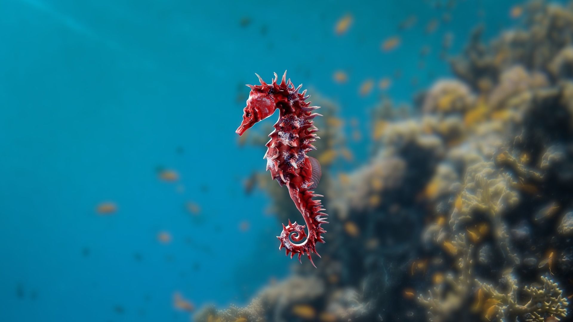 Lowpoly Seahorse Pack Low-poly 3D model_10