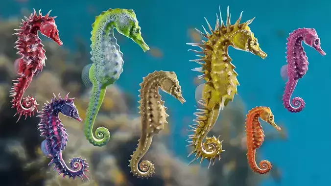 Lowpoly Seahorse Pack Low-poly 3D model