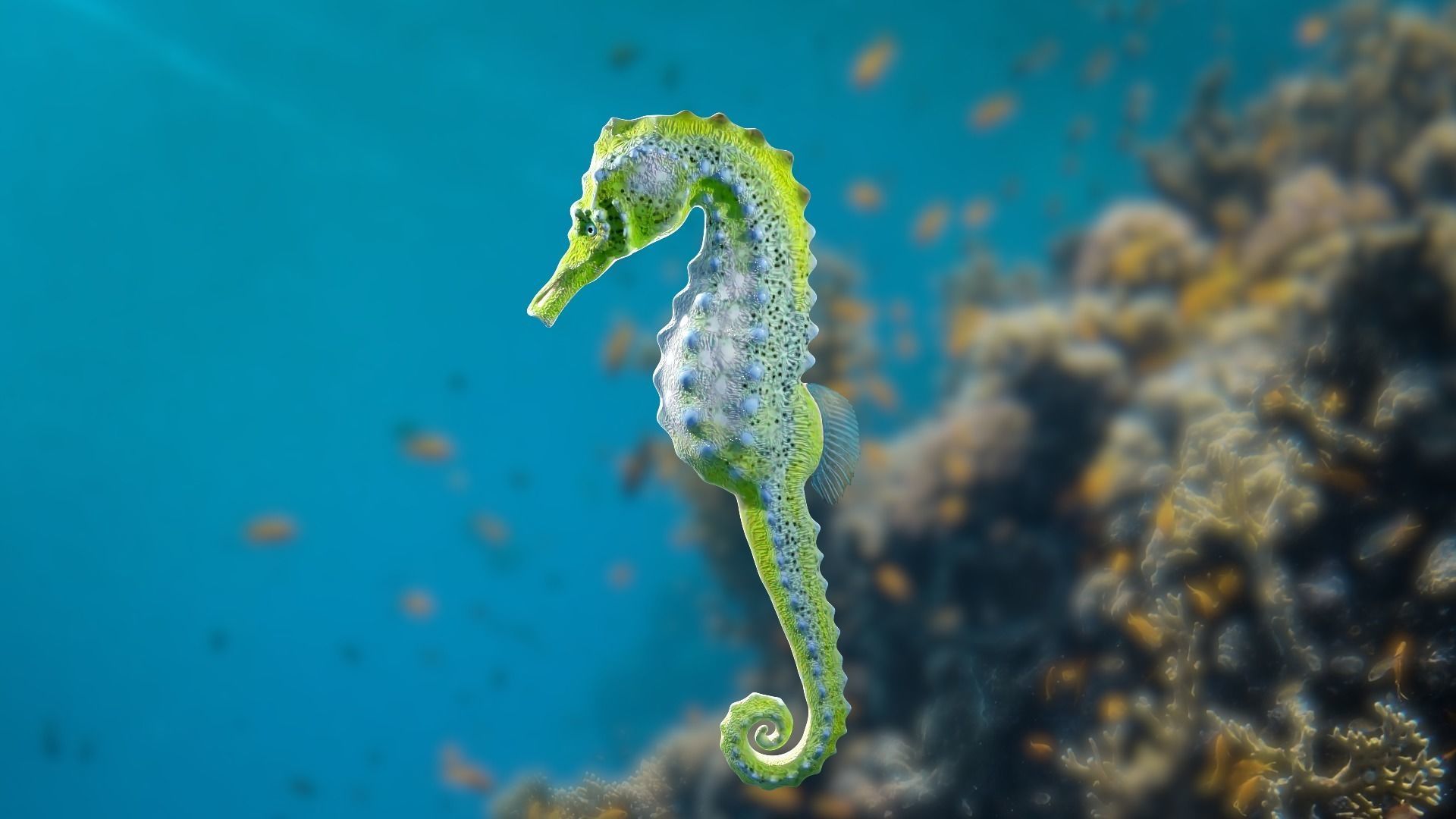 Lowpoly Seahorse Pack Low-poly 3D model_7