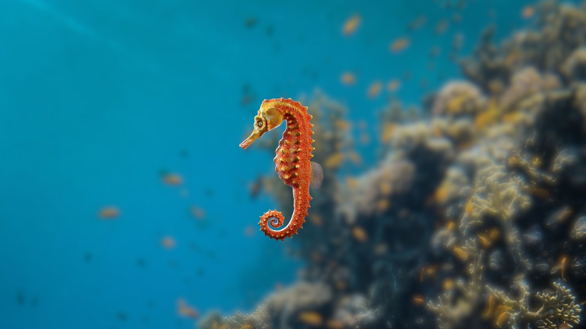 Lowpoly Seahorse Pack Low-poly 3D model_11
