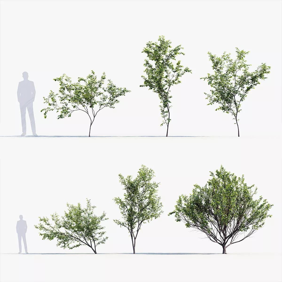 Stewartia pseudocamellia - Korean stewartia 3D model