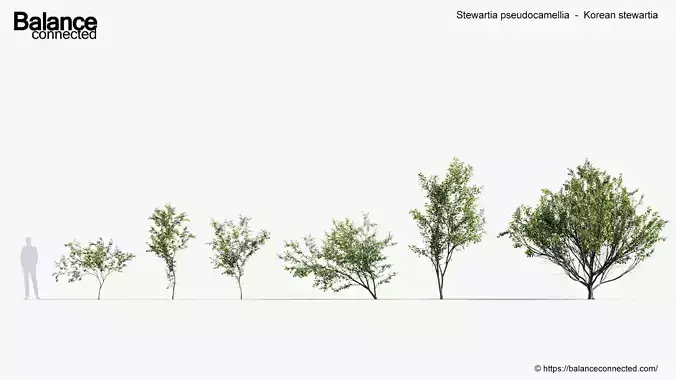 Stewartia pseudocamellia Korean stewartia