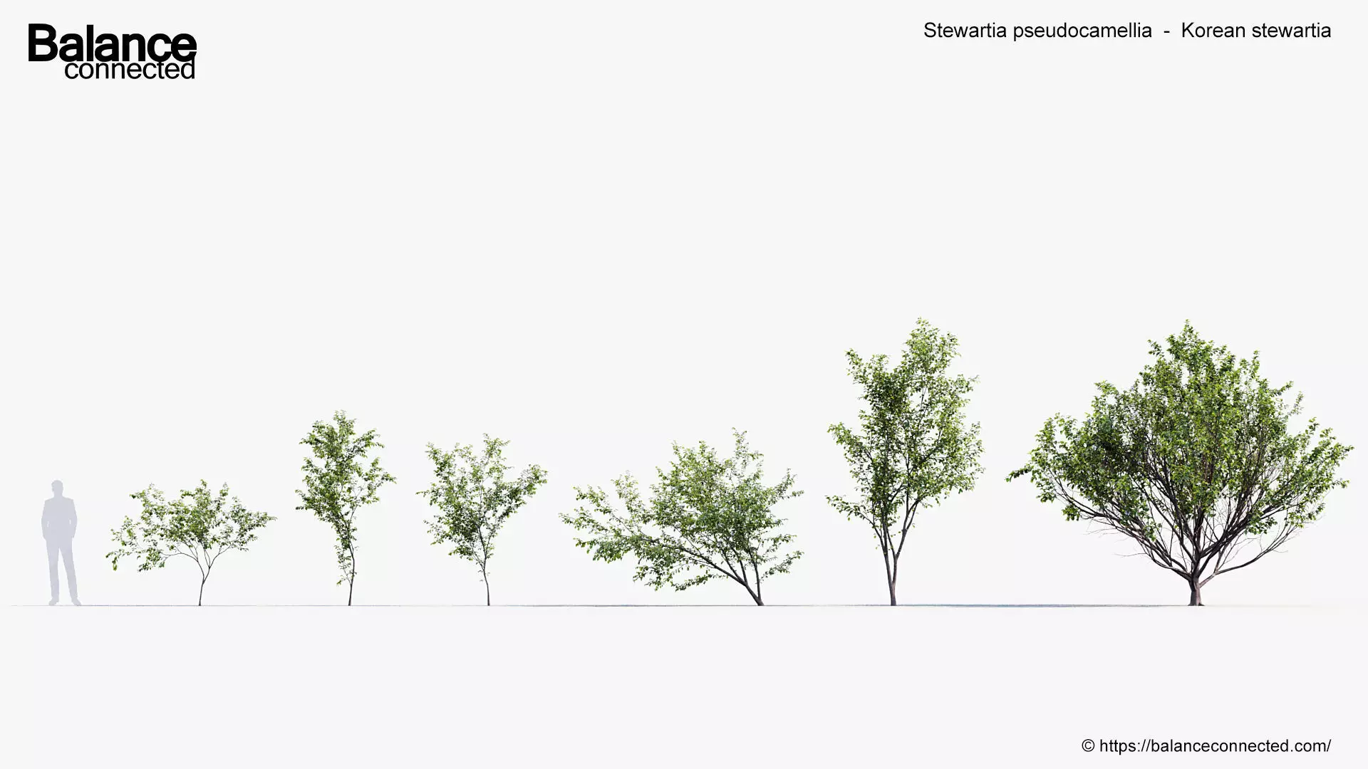 Stewartia pseudocamellia Korean stewartia 3D model_0