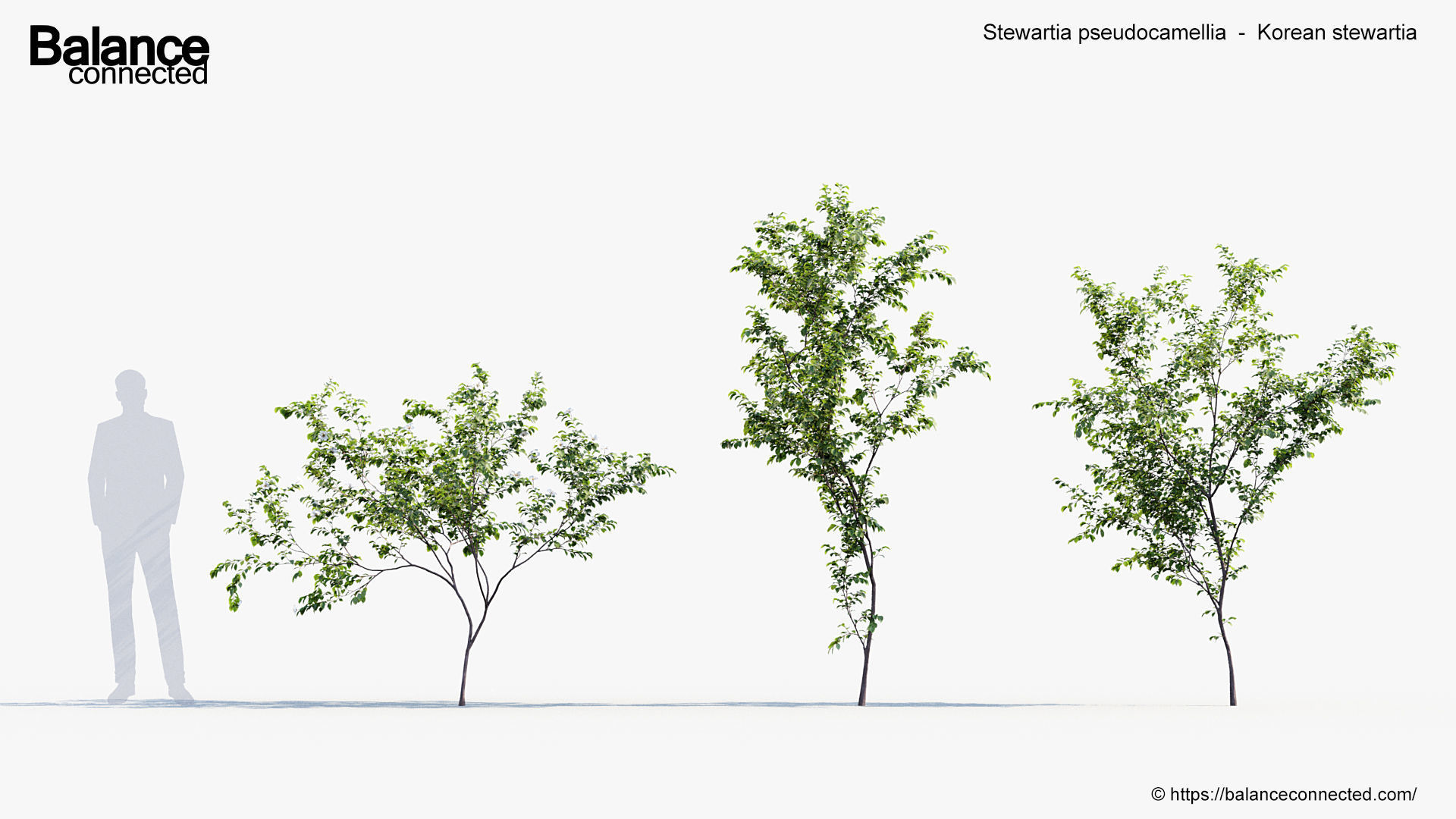 Stewartia pseudocamellia Korean stewartia 3D model_1